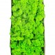 Licheni 500gr Green Grass Light