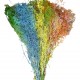 Gypsofila Preserved Rainbow
