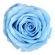 Rosa Blue Deschis