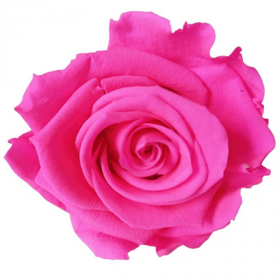 Rose Bright Pink