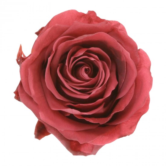 Rose Cranberry