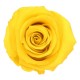 Rose Bright Yellow