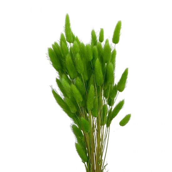 Lagurus - Verde Deschis