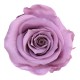 Rose Bright Lilac
