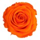 Rose Orange