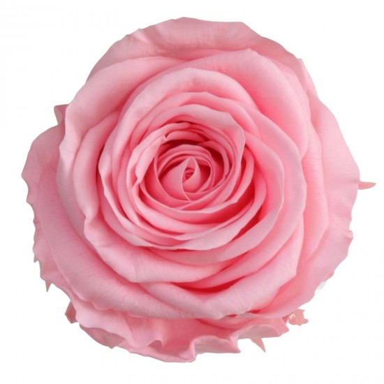 Rosa  Bridal Pink