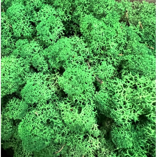Licheni Verde Brocolli