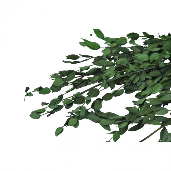 Euca Parvifolia Preserved Verde