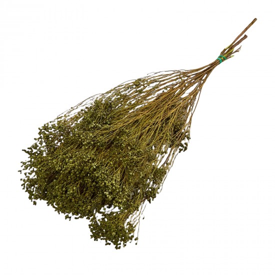Broom Verde Inchis