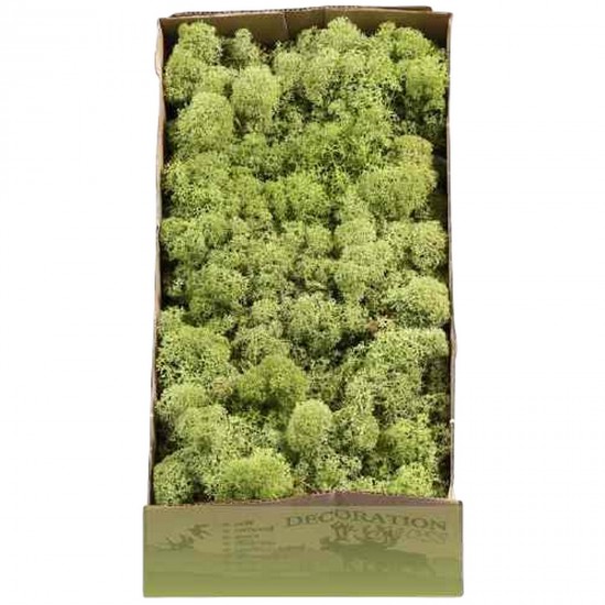 Licheni 500gr Mint Green