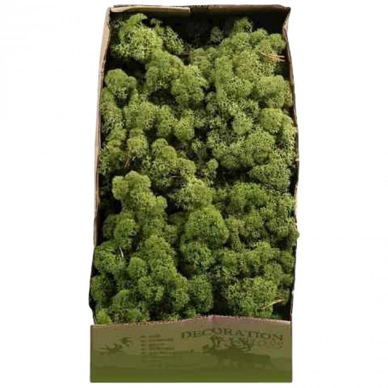 Licheni 500gr Medium Green