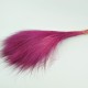 Stipha Dried Fuxia