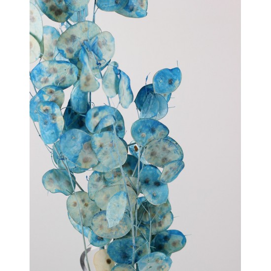 Lunaria Blue Pastel