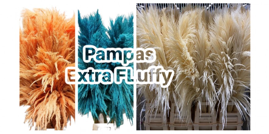 Extra Fluffy Pampas