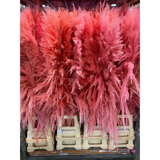 Pampas Fluffy Fuxia