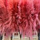 Pampas Fluffy Fuxia