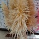 Pampas Fluffy Bleached Alb