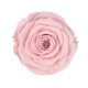 Trandafir roz natural clasic.