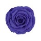Trandafir violet natural clasic.
