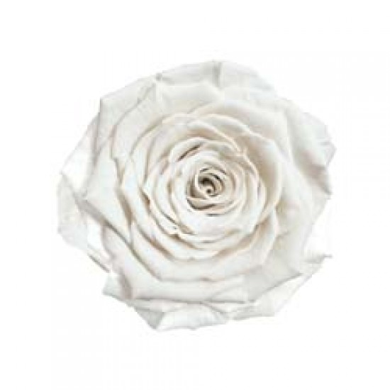 Trandafir alb pur natural clasic.