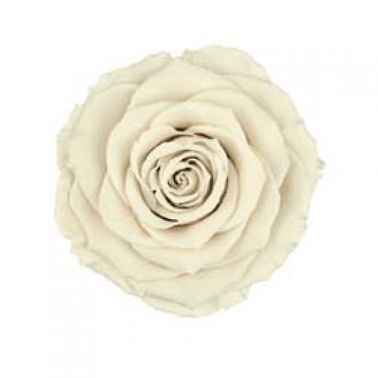 Trandafir alb natural clasic.