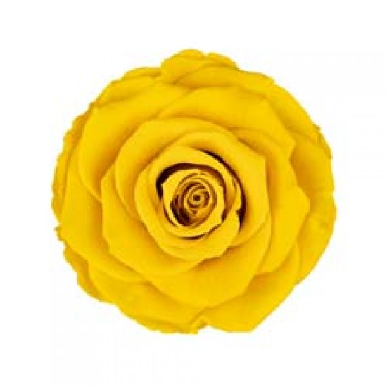 Trandafir galben natural clasic.
