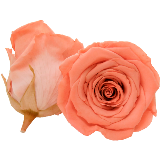 Combinație bicoloră: portocaliu strălucitor pe bază roz.