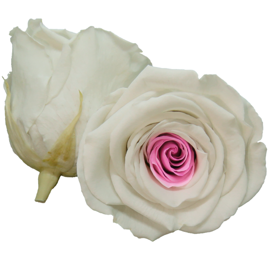 Combinație bicoloră: alb cu un centru roz strălucitor.