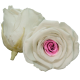 Combinație bicoloră: alb cu un centru roz strălucitor.