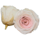 Combinație bicoloră: alb cu un centru roz pal.