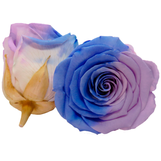 Combinație bicoloră naturala albastru violet alb