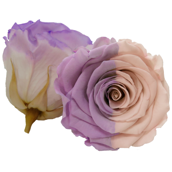Combinație bicoloră: violet, roz și alb.