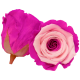 Combinație bicoloră: fucsia și roz pal.