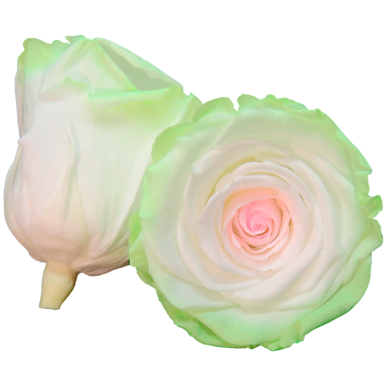Combinație bicoloră: verde pal, roz pal și alb.
