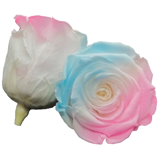 Combinație bicoloră: albastru strălucitor și roz strălucitor cu alb.