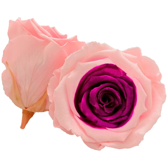 Combinație bicoloră: roz cu centru violet.