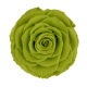 Trandafir verde natural clasic.