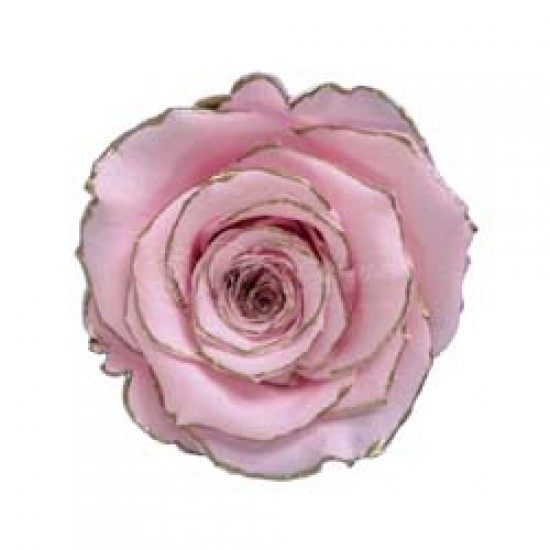 Trandafir roz cu contur auriu delicat.