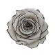 Trandafir alb cu contur negru delicat.