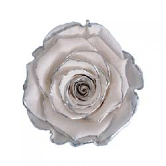 Trandafir alb cu contur argintiu delicat.
