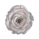 Trandafir alb cu contur argintiu delicat.