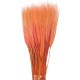 SPICE DE GRAU PEACH 60 CM