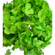 Hortensie Criogenata - Verde Crud